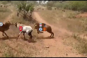 认同吗？阿森纳球迷：这个赛季英超的竞争